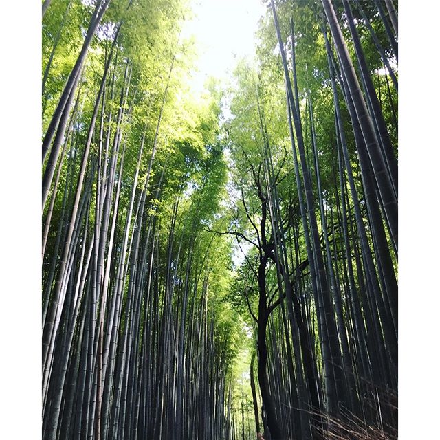 Visiting this beautiful bamboo forest.