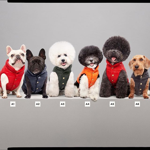 Now your furry friends can #Moncler too with the latest @PoldoDogCouture #FW collab collection #buro247singapore