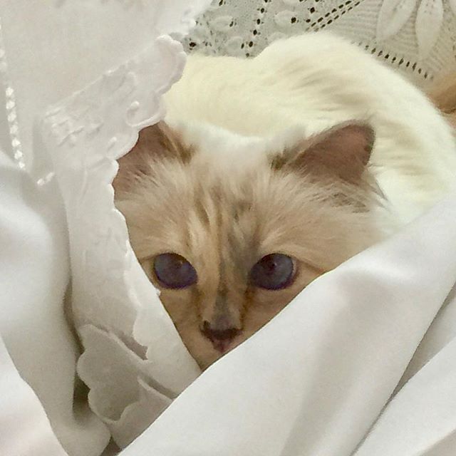Happy 2018 from Choupette! 
Exclusive: Choupette has shared her New Year s resolutions, now by clicking he link in the bio.  #KARLLAGERFELD
