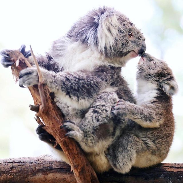 Sooo cute! Mother and baby koala      @australia