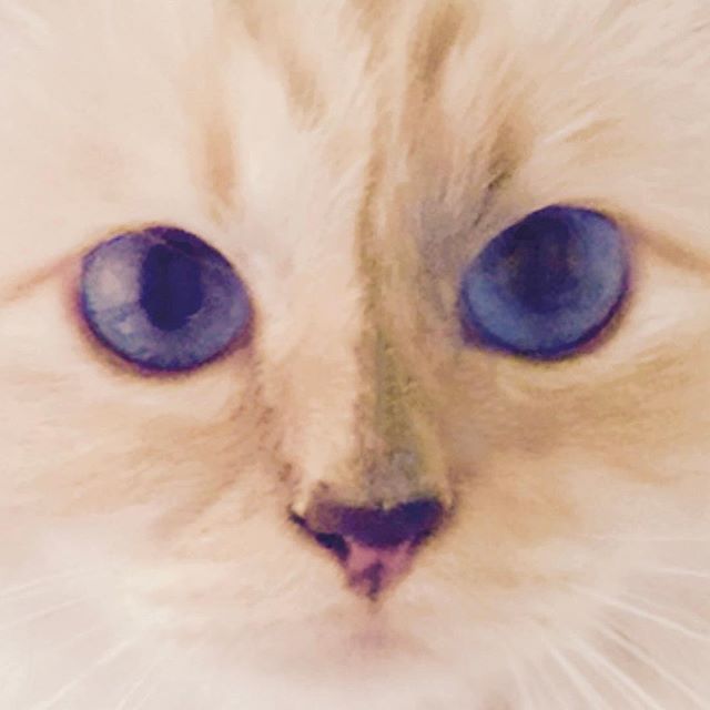 Interrupting your Tuesday with a dose of cuteness, courtesy of Choupette. #KARLLAGERFELD