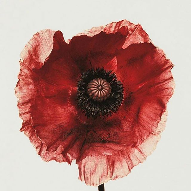 Today, marking 100 years since the end of the First World War, we remember the fallen. #LestWeForget #RemembranceSunday