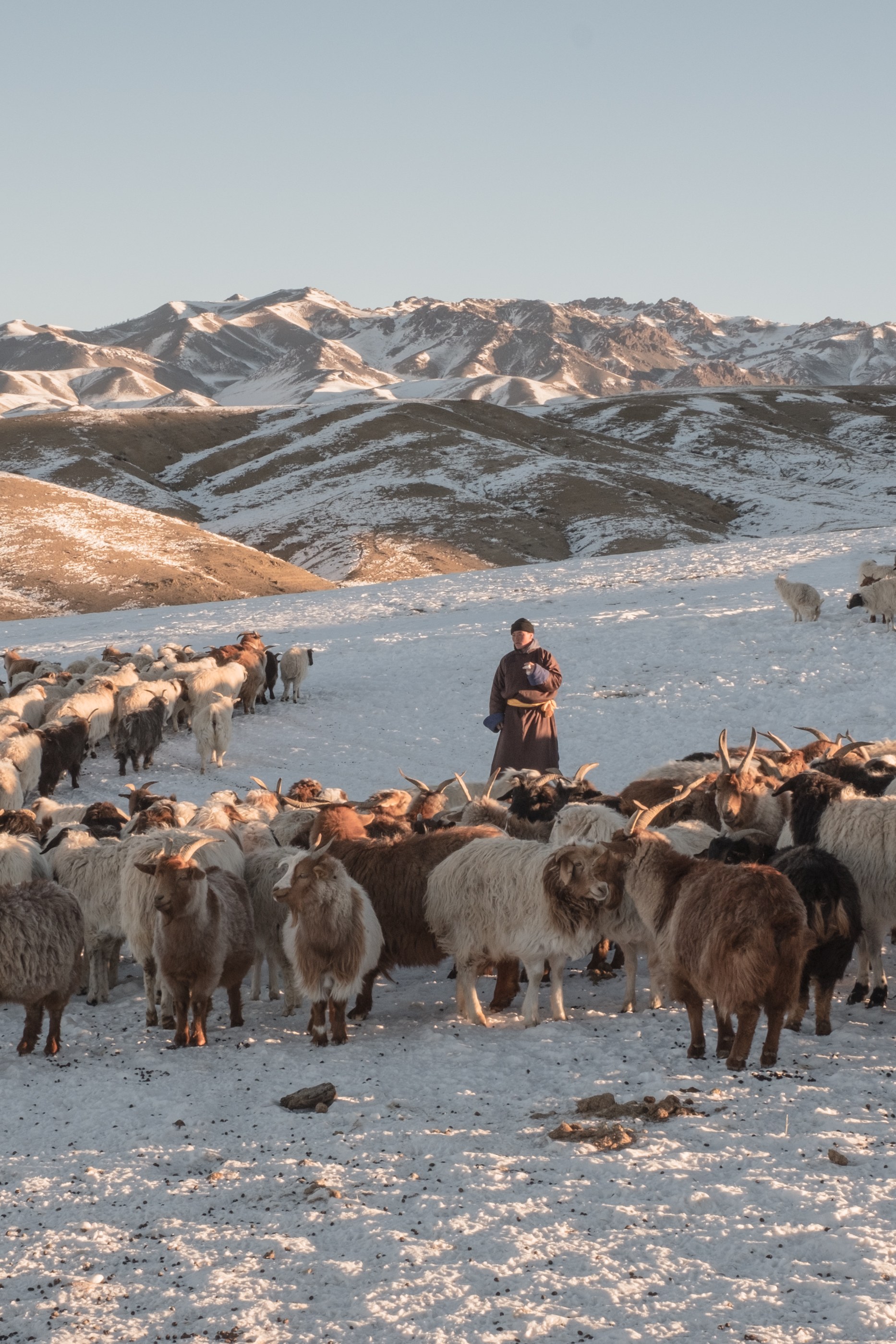 Loro Piana брэнд Монголоос нийлүүлдэг ноолуурын тухай баримтат кино бүтээжээ (фото 1)