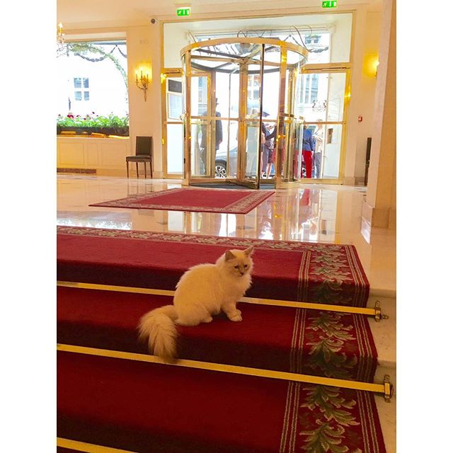 THE MOST PRIVILEGED GUEST AT THE BRISTOL HOTEL. HE CAN GO ANYWHERE!
EL HUÉSPED MÁS ENGREÍDO DEL HOTEL BRISTOL. PUEDE IR DONDE QUIERE!!!!! #kleopatre #FaRaon #catsofinstagram