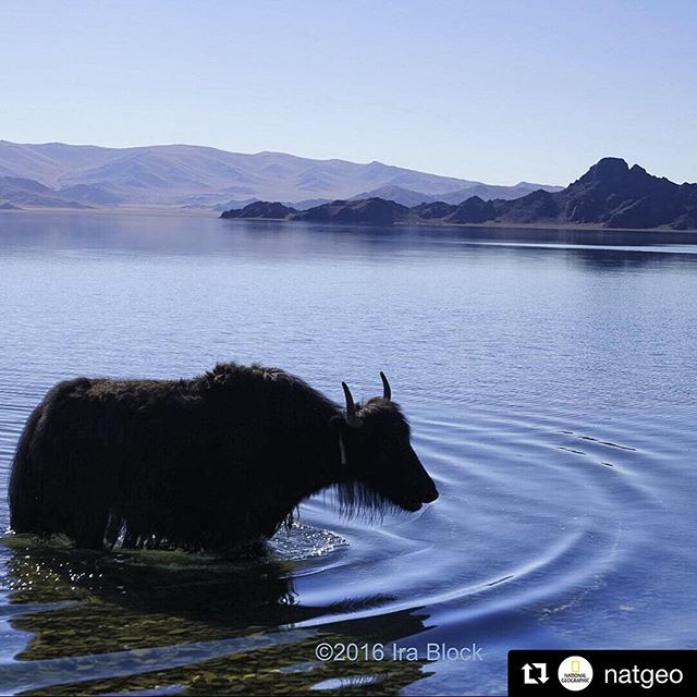 National Geographic дээр Монгол орны минь зураг. Баян-Өлгий аймгийн Толбо нуур. 
#Repost @natgeo with @repostapp
   
Photo by @irablockphoto (Ira Block)
A yak takes a break from grazing and bathes in Lake Tolbo in western Mongolia near the town of Ulgii. This province of Mongolia is close to the Kazakhstan border and most of the nomadic people raising yaks and other animals are of Kazakh ancestry. #follow me @irablockphoto to see more photos from Mongolia  @thephotosociety @natgeo  #yak #laketobol #mongolia #ulgii #Kazakhstan #nomads