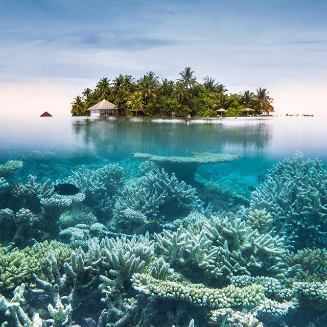 In search of your next dive? We round up the oceanic escapades you shouldn't miss, from around the world. More on the link in bio #Buro247singapore