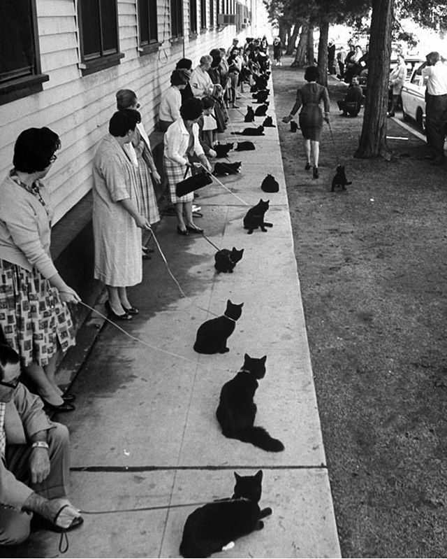 While everyone else is getting their ducks in a row, I am getting my cats in line #regram @life