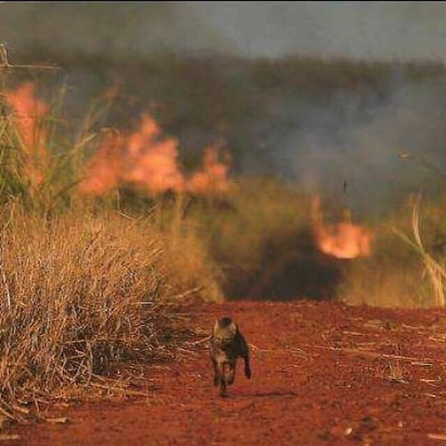 Salve a chapada      S O S CHAPADA DOS  VEADEIROS .  PEDIMOS DOAÇÕES COM URGÊNCIA 

As operações e missões de combate aos incêndios dentro e fora do PNCV ainda devem durar 10 dias.

Pedimos por amor, DOAÇÕES para:   ALIMENTAR nossos BRIGADISTAS   COMBUSTÍVEL para as operações pois aqui as distâncias são grandes, incluindo caminhões pipa que abastecem os aviões e para o TURBO SOPRO, instrumento imprescíndivel para o combate em campo.
  Muitas vezes precisamos de dinheiro vivo/cash para pagar as marmitas e pagar os pequenos comerciantes locais.

COMO AJUDAR/DOAR      ALIMENTOS  
Nos supermercados podem ser feitos depósitos
 ou para quem estiver em Alto Paraíso, podem deixar crédito nos caixas.

SUPERMERCADO CANAÃ:
B Brasil
Ag 4546-2
Cc 8263-5
CNPJ 09471052 0001-10
AR Espaço Alves CIA LTADA

SUPERMERCADO PAULISTA:
B Brasil
Ag 4546-2
Cc 7427-6
CNPJ 37241460 0001-11
Tereza Gonçalvez Sezarino    COMBUSTÍVEL E CASH   
Podem ser feitos depósitos na conta do voluntariado ou para quem estiver na Chapada, deixar crédito diretamente no posto VALE DA LUA.

B Brasil
Ag 4546-2
Cc 9950-3
CPF 087.615.807-67
Giselle Cavati  Pedimos a gentileza de identificarem os depósito com palavras chave como:  rede contra fogo ou incêndio

IMPORTANTE
 Favor enviar comprovantes para redecontrafogoveadeiros@gmail.com

VAMOS SALVAR O BERÇO DAS ÁGUAS
A MÃE NATUREZA, TODA FAUNA E FLORA AGRADECEM     #redecontrafogo
#salveocerrado
#soschapadadosveadeiros