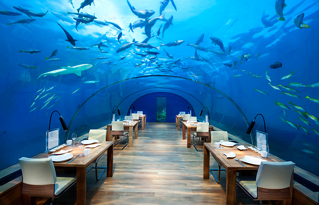 Далайд мэдрэх амт: Мальдивын Ithaa ресторан